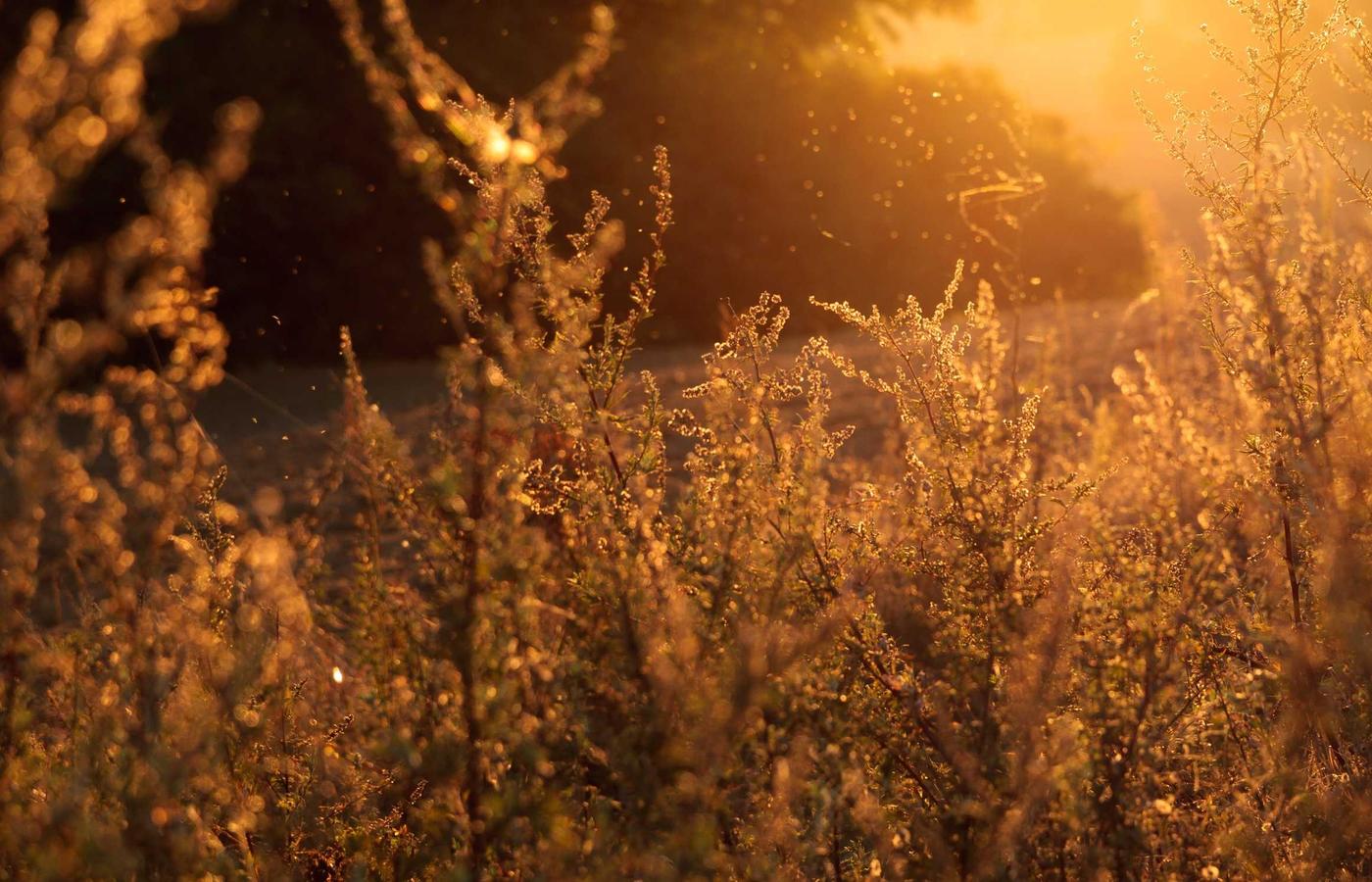 Technical illustration of a modern communications satellite.